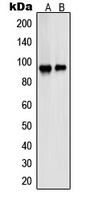 PSMD2 antibody