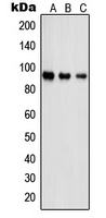 PSMD2 antibody