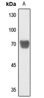 PTGS1 antibody