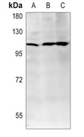 PTPRN2 antibody