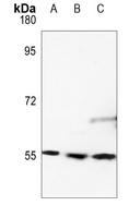 RAD23B antibody