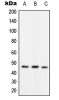 RAD52 (phospho-Y104) antibody