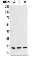 RARRES2 antibody