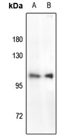 RB1 (phospho-S780) antibody