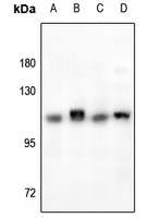 RB1 antibody