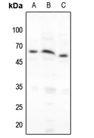 Anti-NF-kappaB p65 (Phospho-S276) Antibody