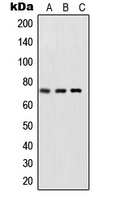 NFkB p65 (phospho-S468) antibody