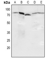 NFkB p65 (phospho-S536) antibody