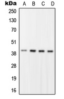 RFC2 antibody