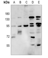 Anti-RFX3 Antibody