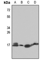 Anti-RPL27A Antibody