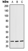 RPS4X antibody