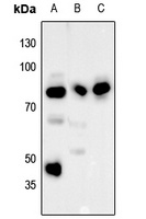 RPS6KA1 (phospho-S380) antibody
