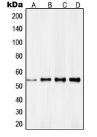 Anti-RXR gamma Antibody