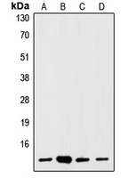 S100A1 antibody