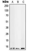 S100A10 antibody