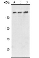 ATXN2 antibody