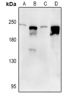 SCN9A antibody