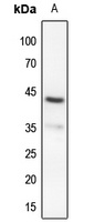 MAP2K4 (phospho-S80) antibody