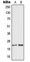 SCG5 antibody