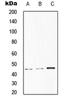 Anti-CD75 Antibody