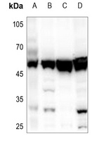 Anti-SKP2 Antibody
