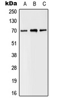 SLC6A8 antibody