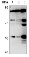 SLC15A1 antibody