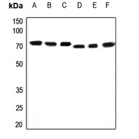 Anti-OCT3 Antibody