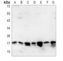 Anti-SUMO2/3 Antibody
