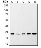 Anti-SNAP25 Antibody