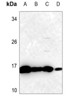 Anti-SOD1 Antibody