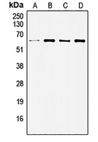 SRC antibody