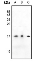 SSBP1 antibody