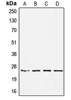 Anti-SSX-pan Antibody