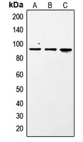 Anti-STAT1 (Phospho-S727) Antibody