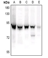 Anti-STAT3 (Phospho-S727) Antibody
