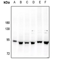 Anti-STAT3 Antibody