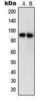Anti-STAT5A (Phospho-S780) Antibody