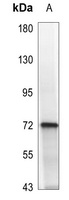 Anti-SYK (Phospho-Y323) Antibody