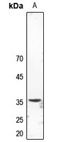 Anti-Synaptophysin Antibody