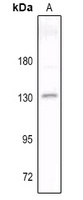 CNTN2 antibody