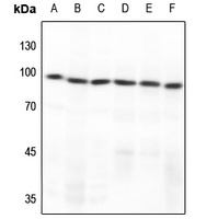 GCFC2 antibody