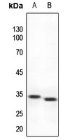 MLX antibody