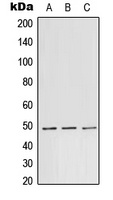 Anti-TEAD1 Antibody