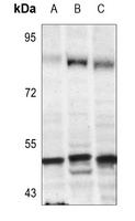 TFDP1 antibody