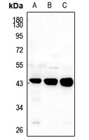 Anti-TGF beta 1 Antibody
