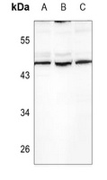 Anti-TGF beta 2 Antibody