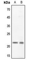 Claudin 5 antibody