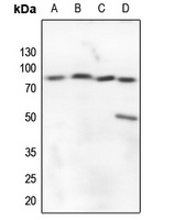 Anti-A20 Antibody
